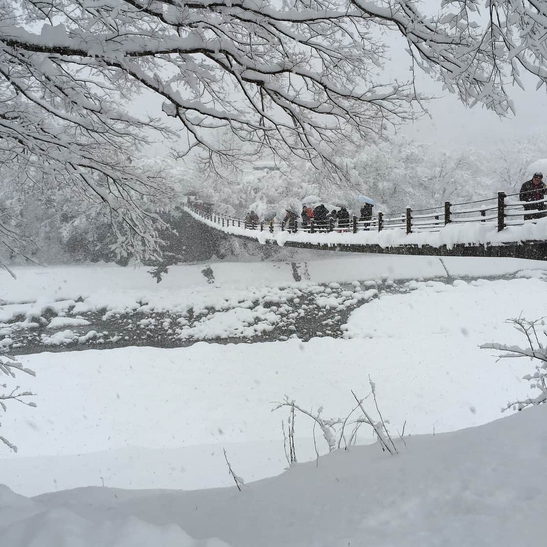 白川鄉合掌村冬季雪景與夜間點燈,日本 12 至 2 月雪國溫泉鄉的代表畫面