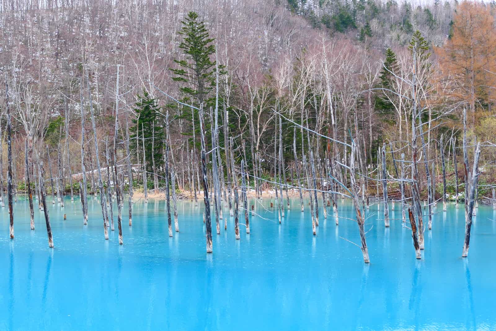 Biei Shirogane Blue Pond, turquoise water with dead trees