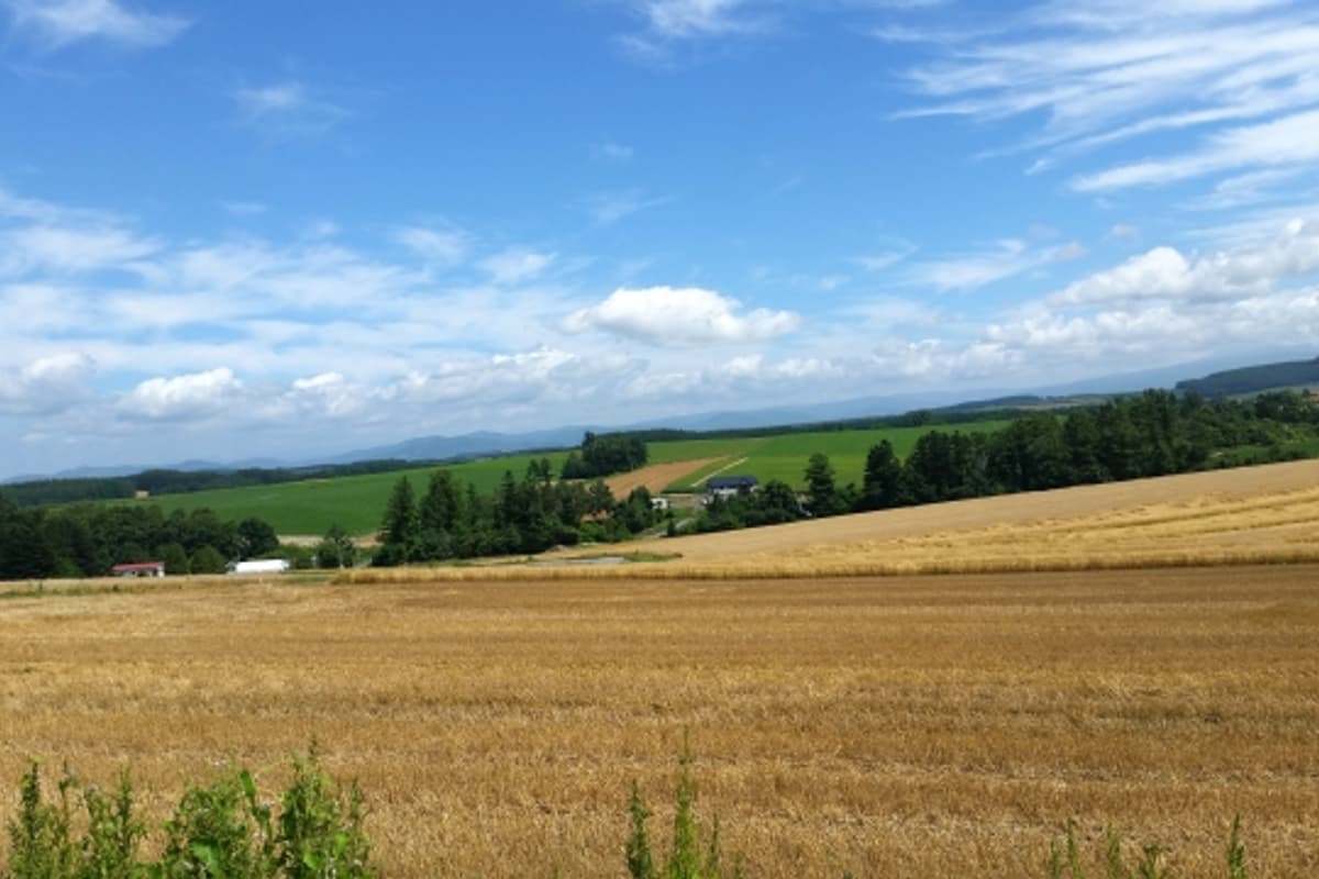 Biei Patchwork Road in autumn: rolling farmland in yellow-green-russet patches with the Daisetsuzan range on the horizon