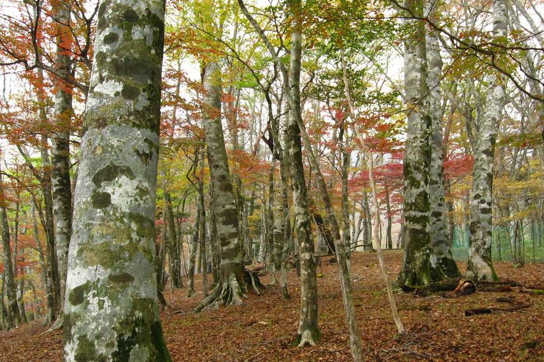 Inside a Japanese beech forest in autumn: thick pale grey trunks mottled with dark green lichen, a canopy of mixed red, orange, yellow and green leaves, and a floor covered entirely in brown fallen leaves