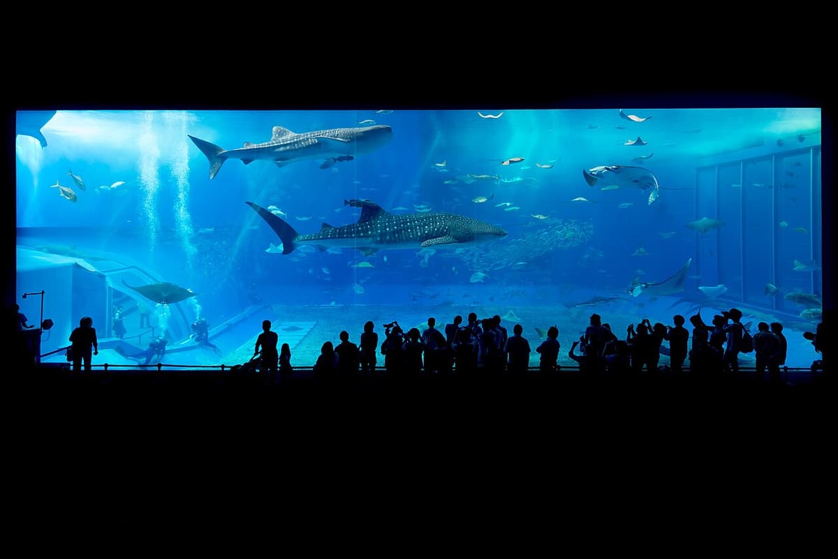 The giant acrylic viewing panel of the Kuroshio Sea tank at the Churaumi Aquarium