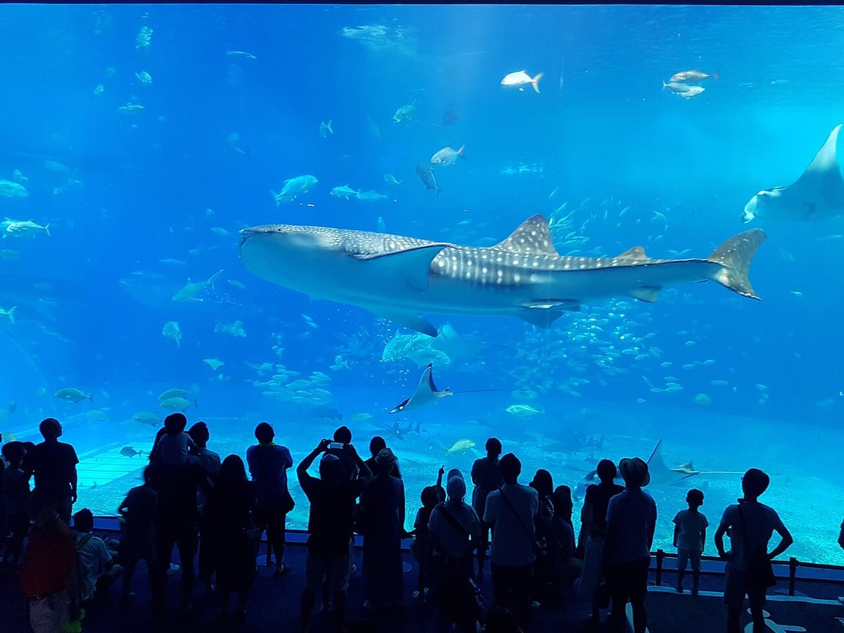 A whale shark swimming in the Churaumi Aquarium's large tank