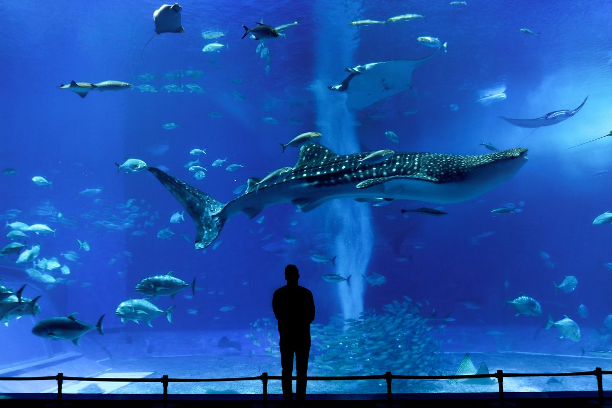 Churaumi Aquarium main tank with whale sharks and manta rays swimming in the massive Kuroshio Sea exhibit