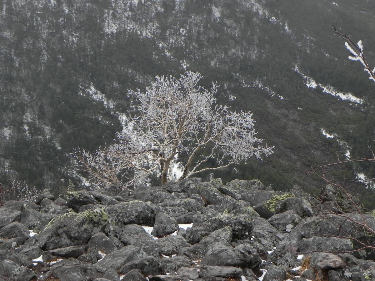 岩塊堆上一棵整株結滿白色冰晶的白樺,細枝全被霧氷包住,背景是深色的針葉林山坡