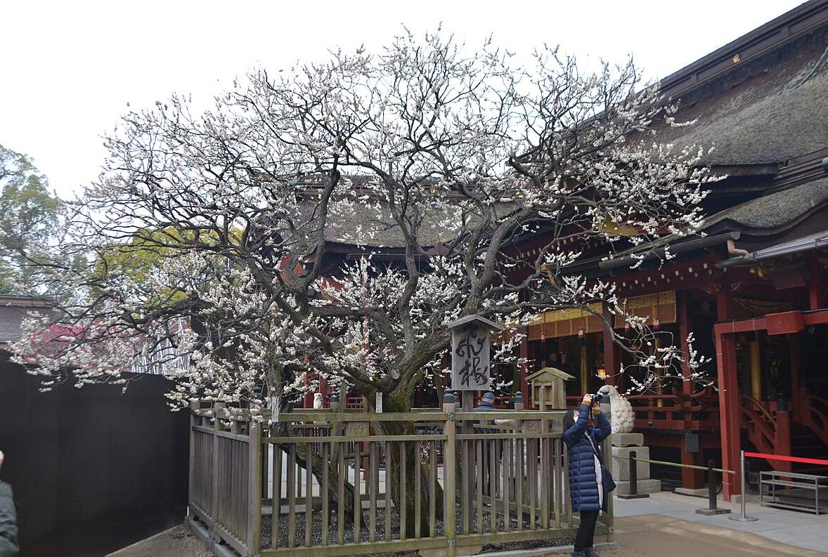The Tobiume plum tree in full white bloom in front of the main hall at Dazaifu Tenmangu, railed off with a wooden sign reading Tobiume