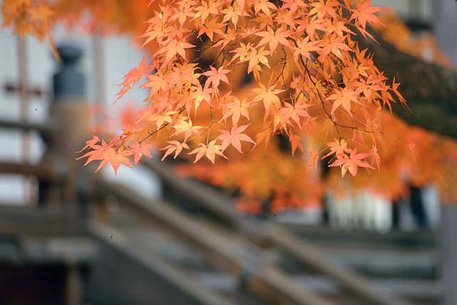 永觀堂橙紅楓葉特寫，背景為寺院石階，京都夜楓名所