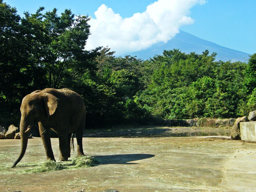 富士野生動物園的大象區:一頭非洲象站在鋪著乾草的水泥地上低頭吃草,後方是一片綠色樹林與水池,樹林上方露出被雲遮住山頂的富士山;2009 年 9 月拍攝