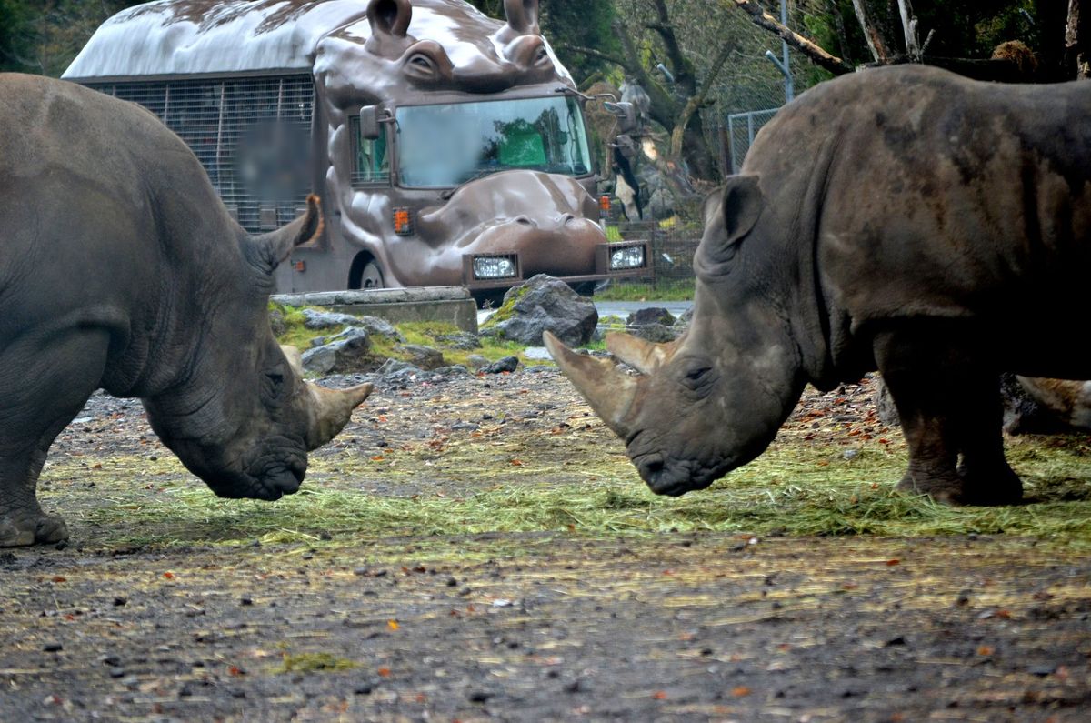 富士野生動物園猛獸區外的草食區:前景兩頭白犀牛低頭吃散在地上的乾草,角對著角;後方停著一台河馬造型的叢林巴士,咖啡色車頭做成河馬的臉,車身側面是鐵網;2012 年 10 月拍攝,司機與乘客已模糊處理