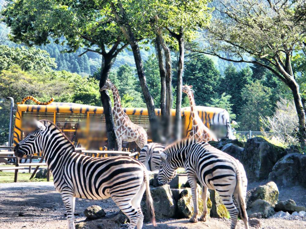 富士野生動物園草食區裡,前景三頭斑馬站在岩石旁,中間兩頭長頸鹿,後方停著一台黃底黑條紋、車頂有老虎尾巴的叢林巴士;2009 年 10 月拍攝,車內乘客已模糊處理