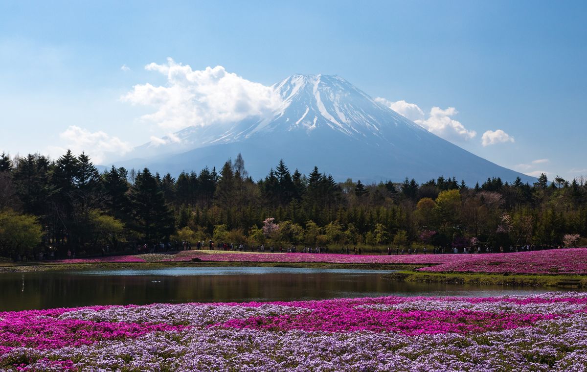 富士芝櫻祭會場：前景是桃紅、淡紫、白色交錯成條狀的芝櫻花壇，中間隔著一座倒映天空的水池，對岸的步道上散著一長排看花的人，再後面是針葉林，最遠處是山頂積雪的富士山