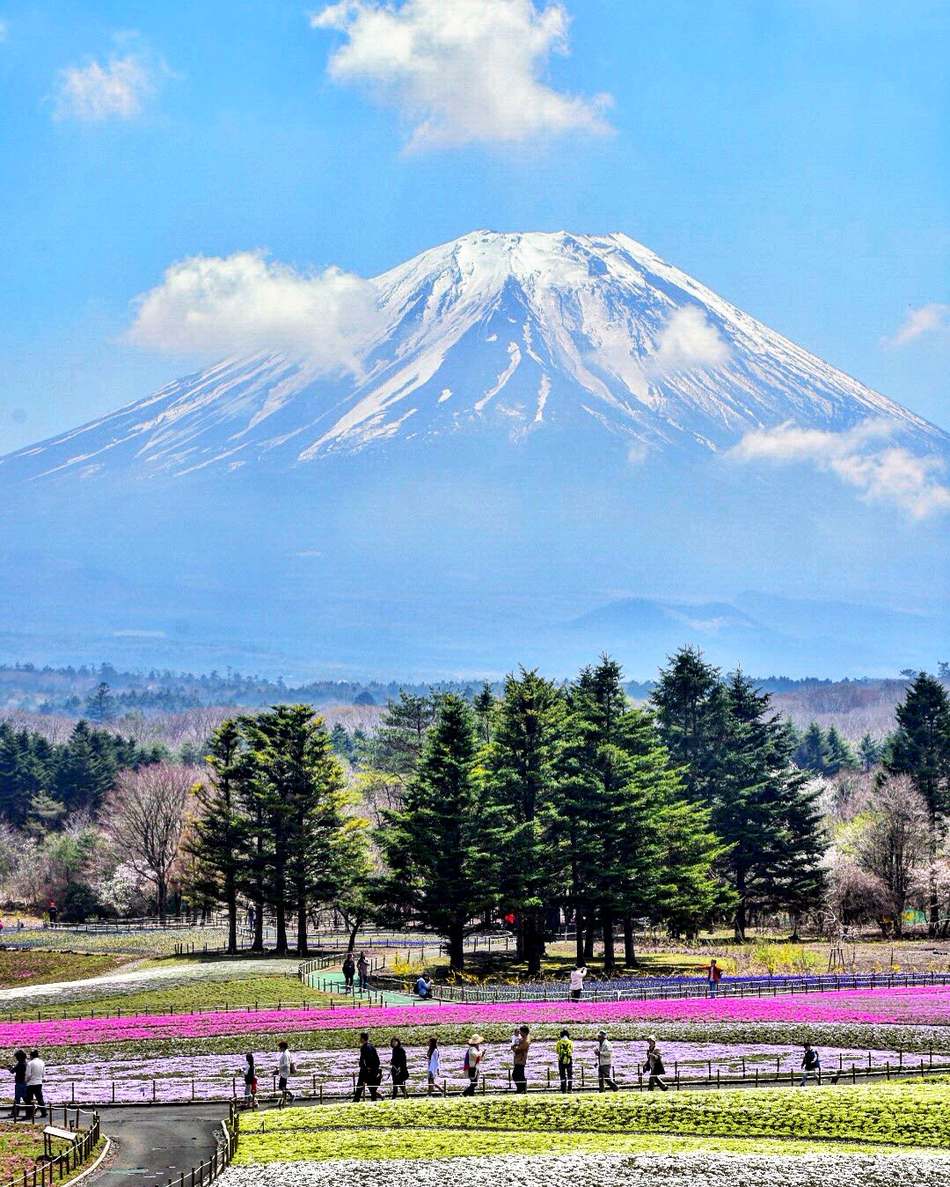 會期偏早時的富士芝櫻祭會場：山頂積雪的富士山佔了畫面上半，下半的花田只有幾條粉紅與白色的花帶成形，其他大片地面還露著褐色泥土與淡綠色，步道上走著零星的遊客