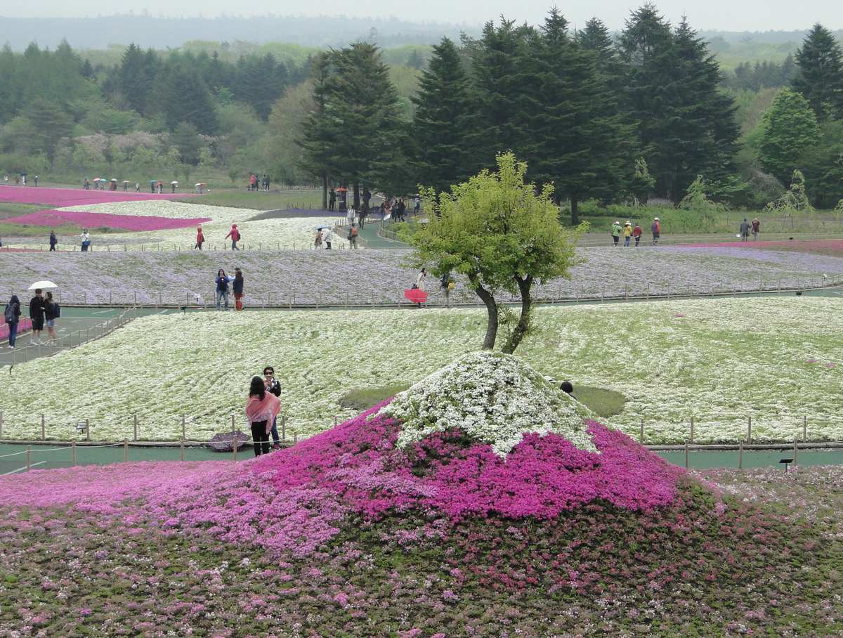 雨天的富士芝櫻祭會場：近景是一座堆成錐形的花壇，頂上鋪白色芝櫻、下半是桃紅色，錐頂長著一棵小樹；後方是白、淡紫、桃紅分成大塊的花田，花田之間有步道與木樁繩索圍欄，遊客多半撐著傘