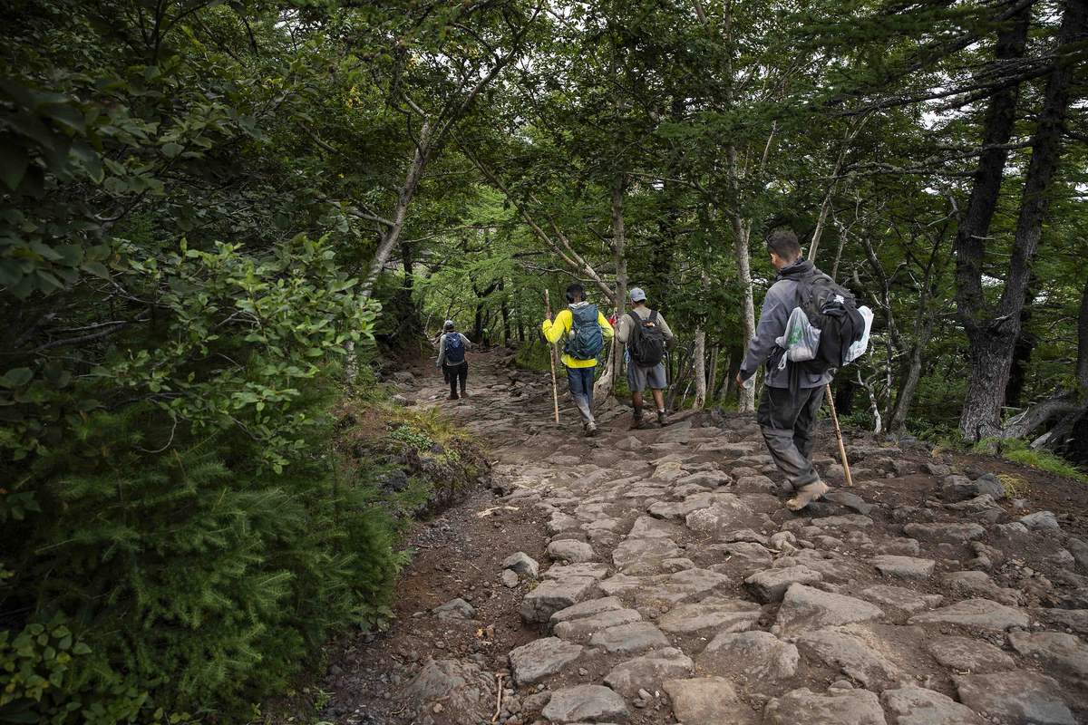 Four hikers with wooden staffs walk a broad, uneven stone-paved path hemmed in by forest on Mount Fuji's lower slopes