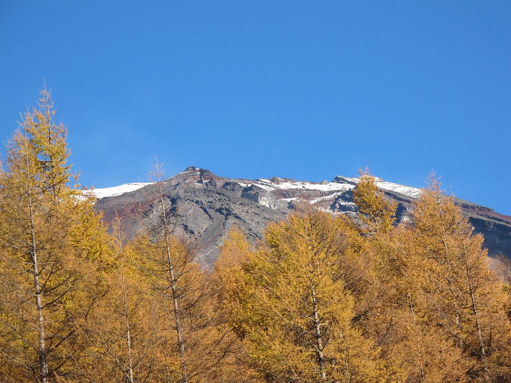 富士スバルライン上看到的富士山山頂:前景一整排轉成金黃色的落葉松,後方是灰褐色的岩壁,山頂稜線上薄薄一層白雪,天空是很深的藍色