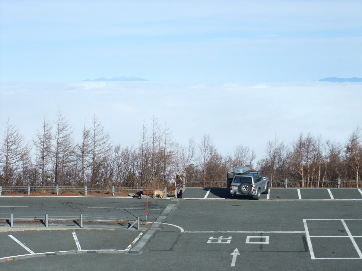 富士スバルライン五合目的停車場:空蕩蕩的柏油車位上只停了一台銀色休旅車,旁邊兩隻狗;護欄後是葉子掉光的落葉松,再遠處是一整片雲海,雲上露出遠方的山頂