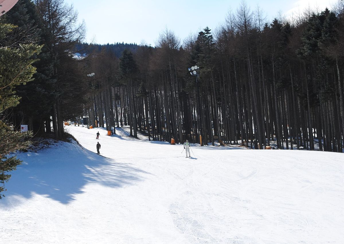 兩旁是高大落葉松林的雪道,雪面平整、有壓雪痕,三個滑雪者從遠處的林間滑下來,左邊樹影投在雪上,樹林裡立著夜滑用的照明燈;2009 年 3 月 30 日攝於富士天滑雪場