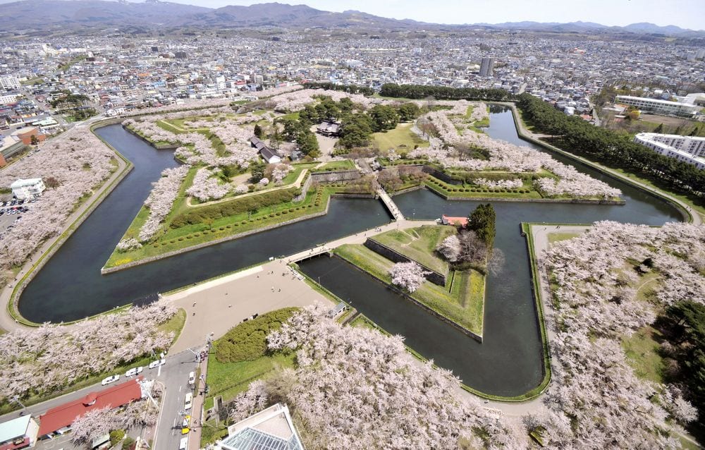 函館五稜郭星形城郭被滿開櫻花描出輪廓的俯瞰