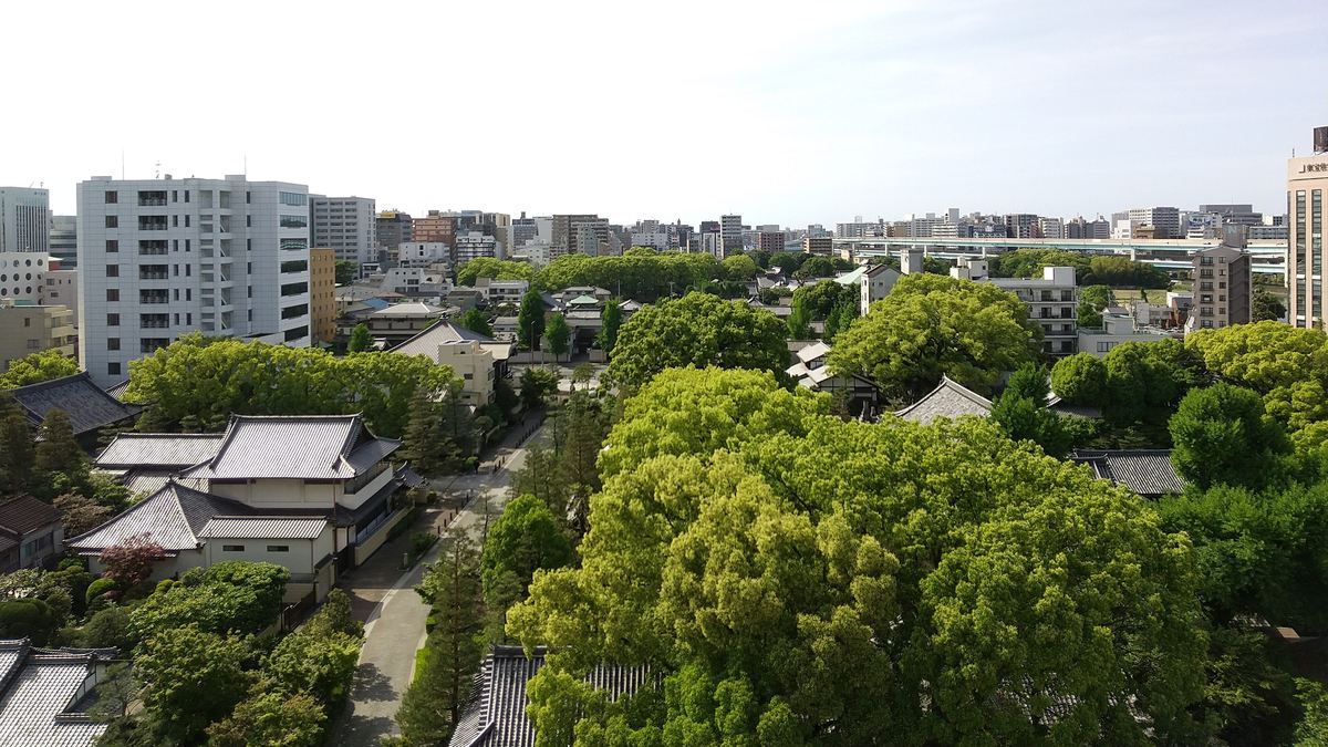 An aerial view over the old quarter of Hakata: temple roofs and a dense canopy of camphor trees in the foreground, a white path running through the trees, and mid-rise city blocks with an elevated expressway immediately behind