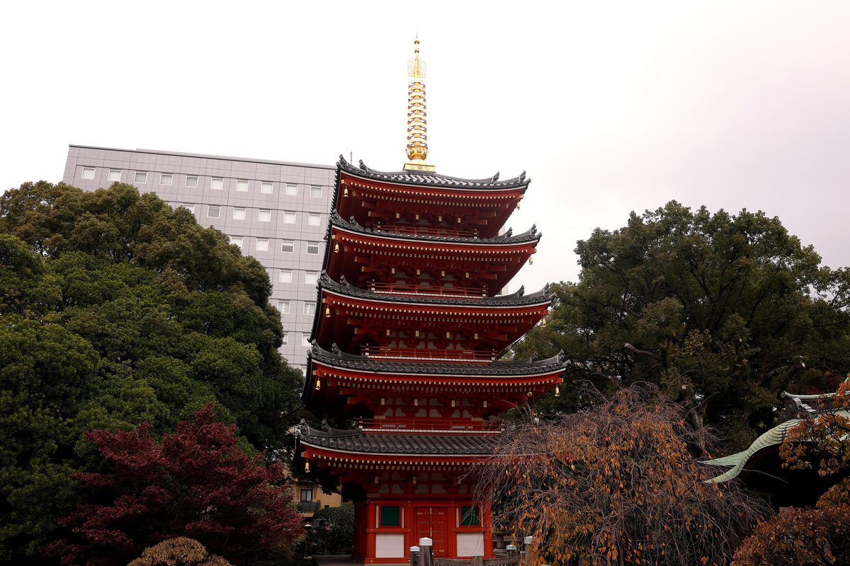 The vermilion five-storey pagoda of Tochoji with its gilded finial, a grey office block rising behind it on the left, and camphor trees and turning autumn foliage around its base