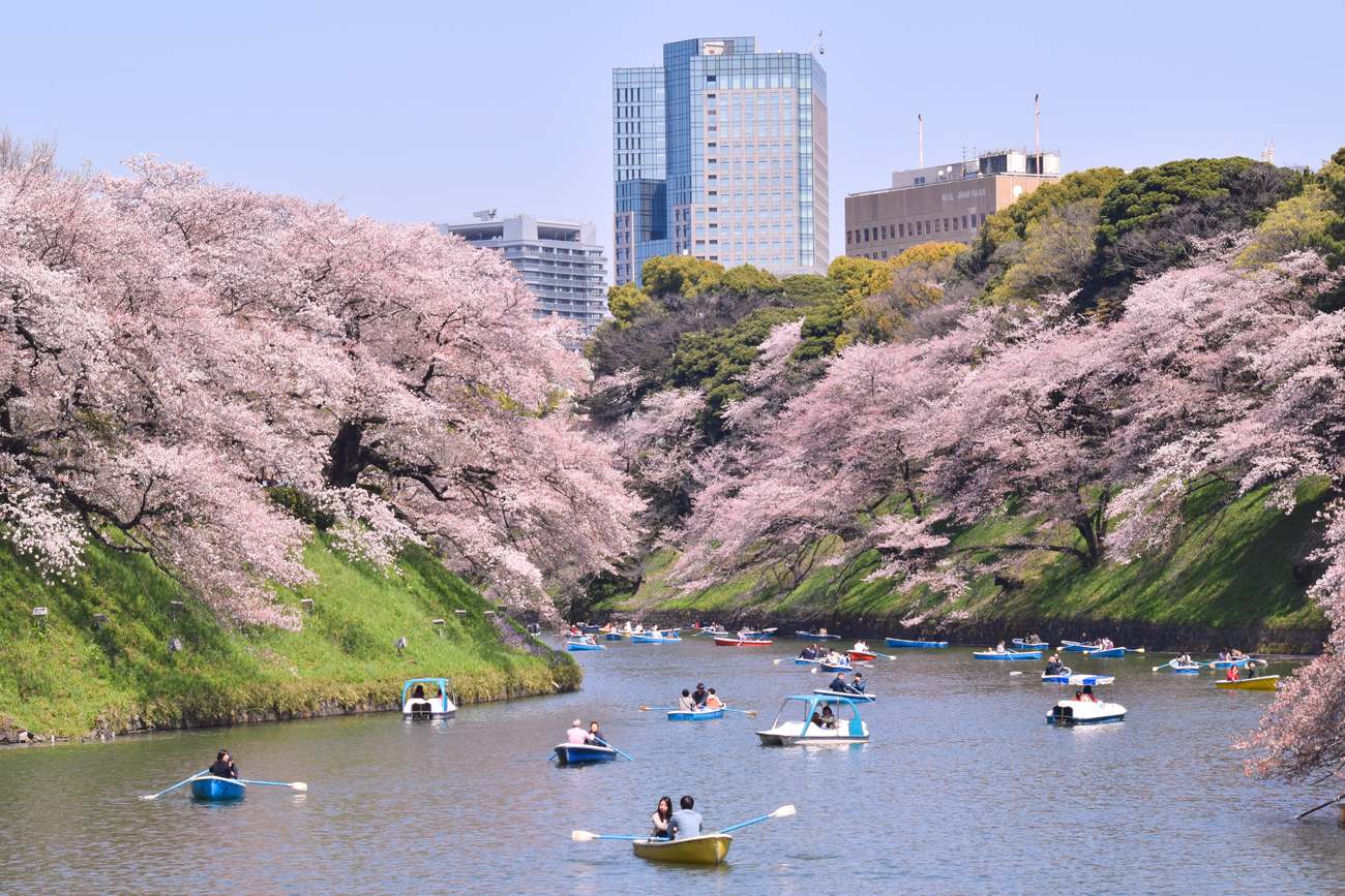 About twenty rowing and pedal boats on the Chidorigafuchi moat, with cherry trees in full bloom leaning over the water from both banks