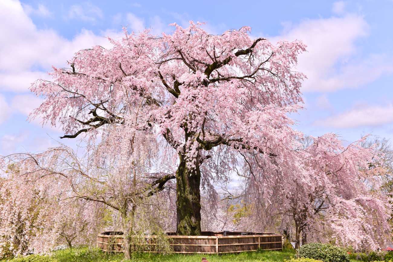 The Gion weeping cherry at Maruyama Park, Kyoto, in full bloom, its drooping branches spreading over a circular wooden fence around the trunk