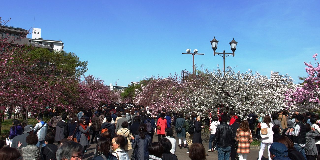 Crowds walking the one-way path lined with double-flowered cherry trees at the Osaka Mint's Sakura no Toorinuke, with nobody sitting down to picnic