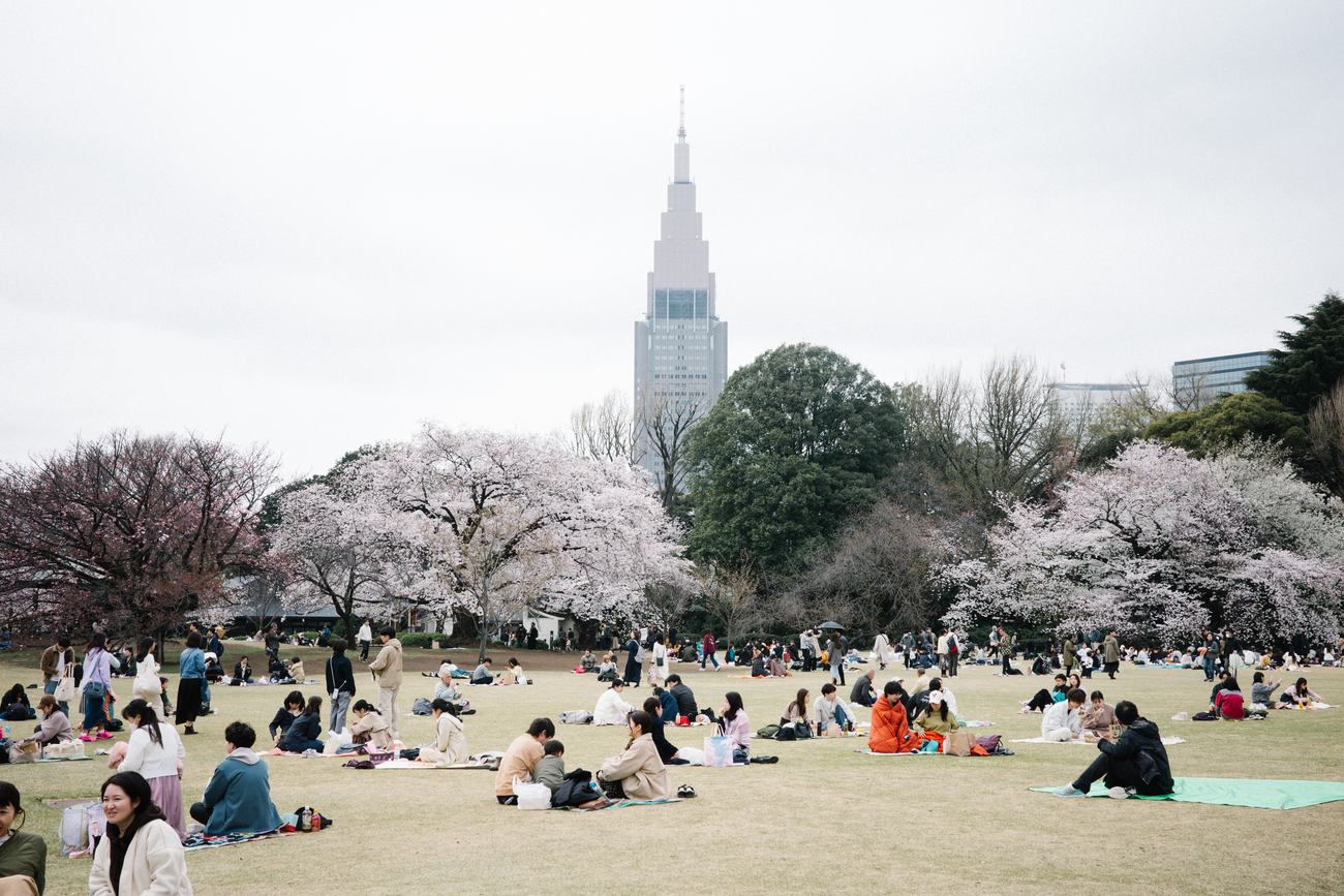 Visitors picnicking on small mats across the wide lawn at Shinjuku Gyoen, with rows of cherry trees in bloom and the NTT Docomo Yoyogi Building behind