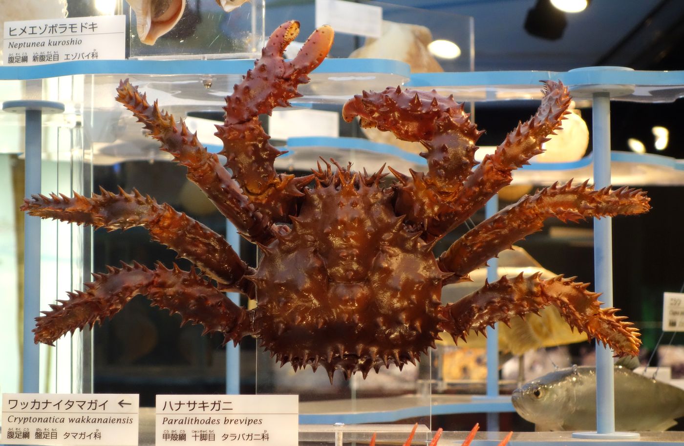 A hanasaki crab specimen displayed at the National Museum of Nature and Science, Tokyo, labelled Paralithodes brevipes in the king crab family