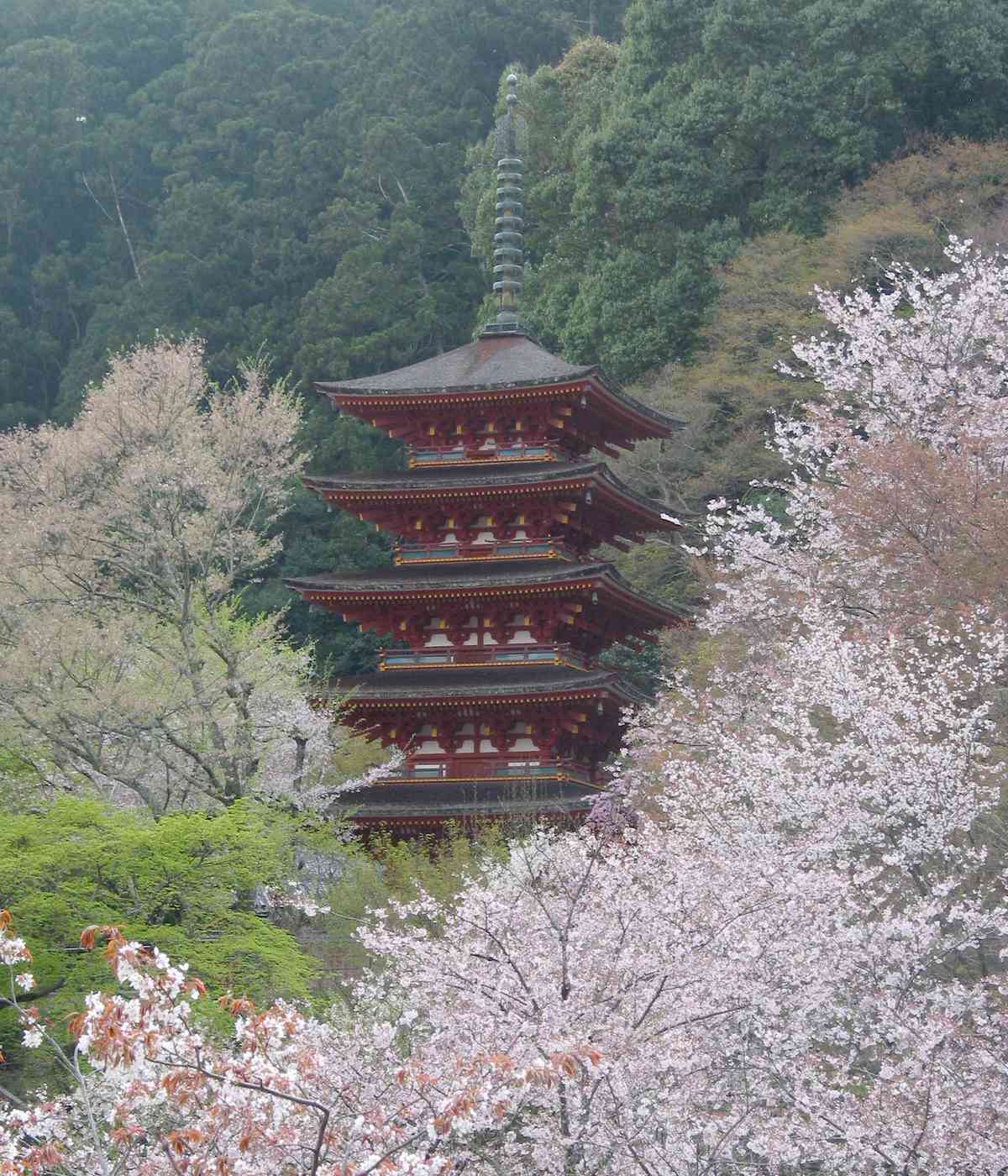 長谷寺五重塔被滿開的櫻花包圍,只露出朱紅塔身與相輪