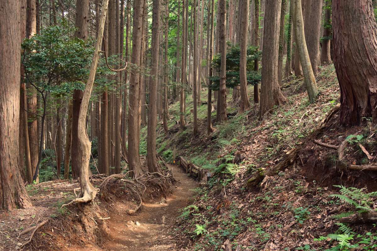 Inside a Japanese cedar plantation on a slope: dense, ruler-straight reddish-brown trunks, a narrow earthen trail worn through the middle, exposed roots and only sparse ferns and leaf litter on the ground.