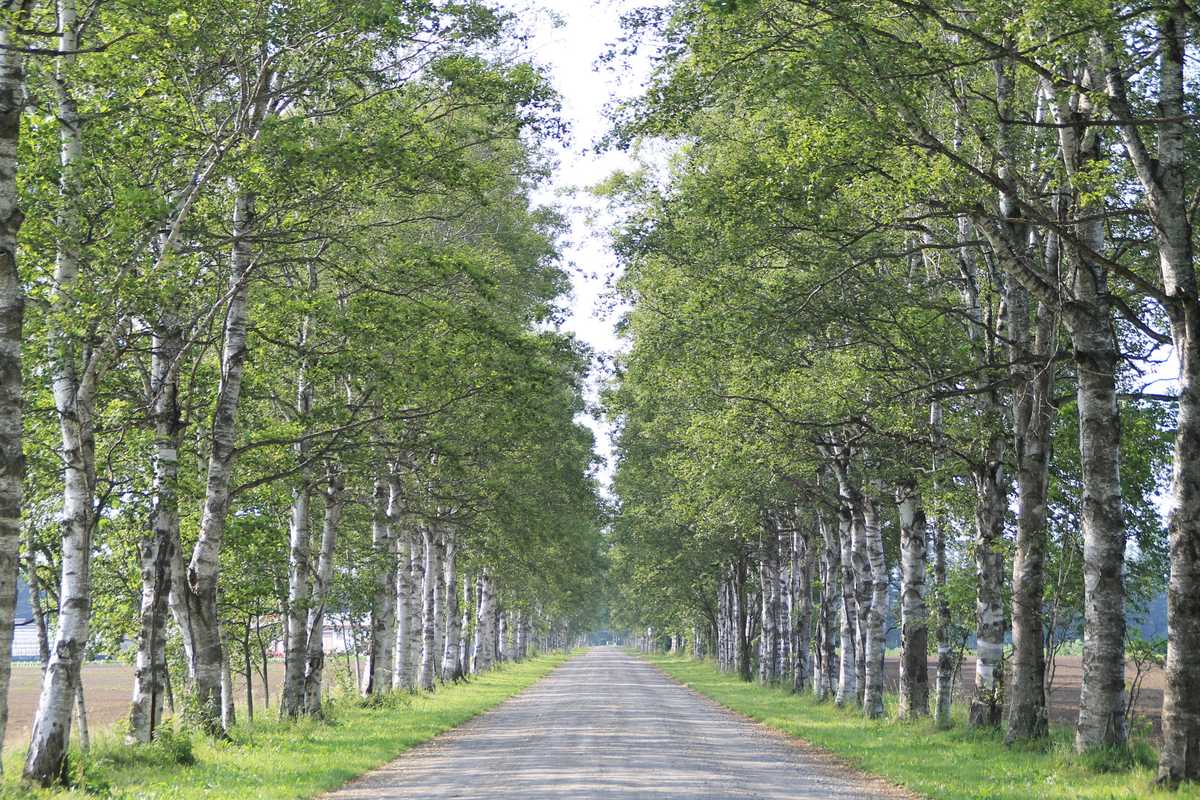 A straight farm road in Tokachi, Hokkaido lined on both sides with white birch, chalk-white trunks marked with dark branch scars under full summer foliage, ploughed fields beyond the rows.