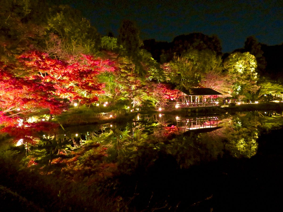 Illuminated autumn maples at Higashiyama Botanical Gardens reflected in a dark pond, with a lit pavilion on the far bank