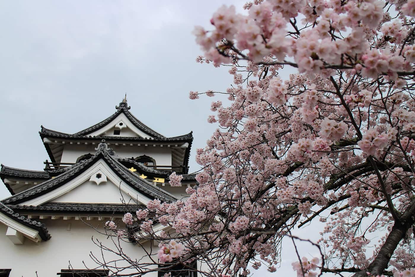 The upper storeys of Hikone Castle keep seen from below: white plastered walls with black timber trim, curved karahafu and triangular chidori gables stacked over one another, dark grey tiled eaves and a row of gilded flower-headed windows on the top floor; the right half of the frame is filled by a cherry tree in full bloom under an overcast sky, with no scaffolding or hoarding anywhere in the picture