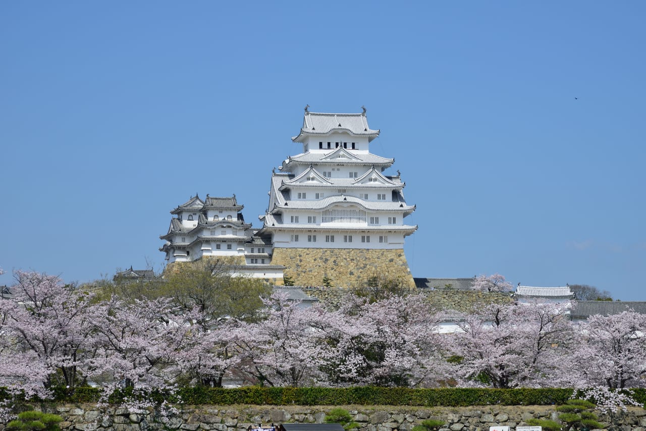 The keep of Himeji Castle behind cherry blossoms in full bloom