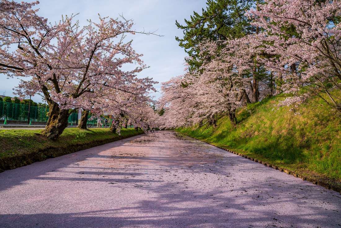 A narrow Hirosaki Park moat with its surface completely covered by fallen cherry petals in an unbroken pink-white sheet, no water visible at all, cherry trees still in full bloom on both banks and a grassy slope on the right