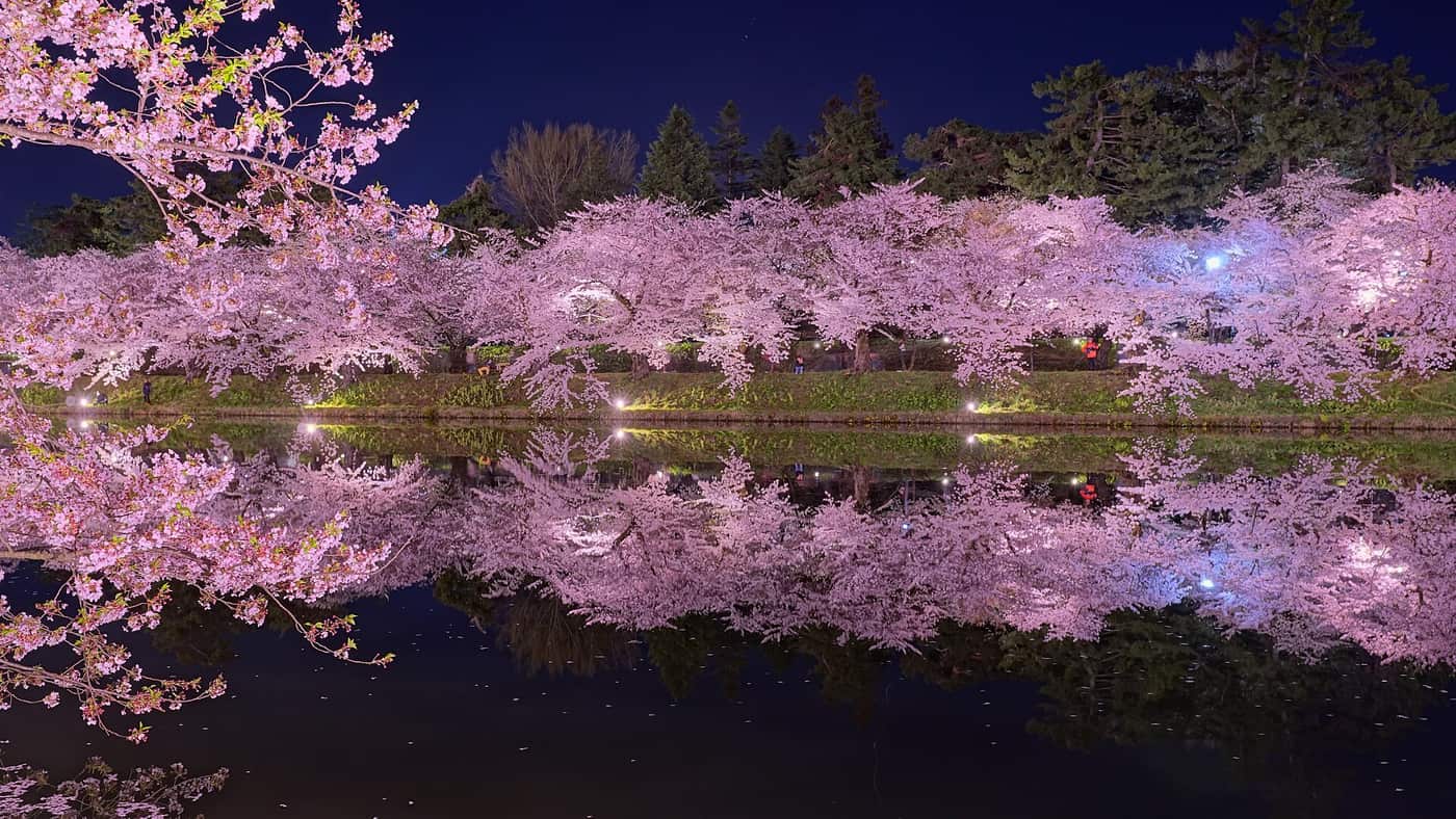 A moat in Hirosaki Park at night, the water dead still, a continuous row of floodlit cherry trees in full bloom on the far bank mirrored almost perfectly in the surface, the far bank itself a low grassy embankment with a footpath and a few visitors on it, dark conifers and a deep blue sky behind