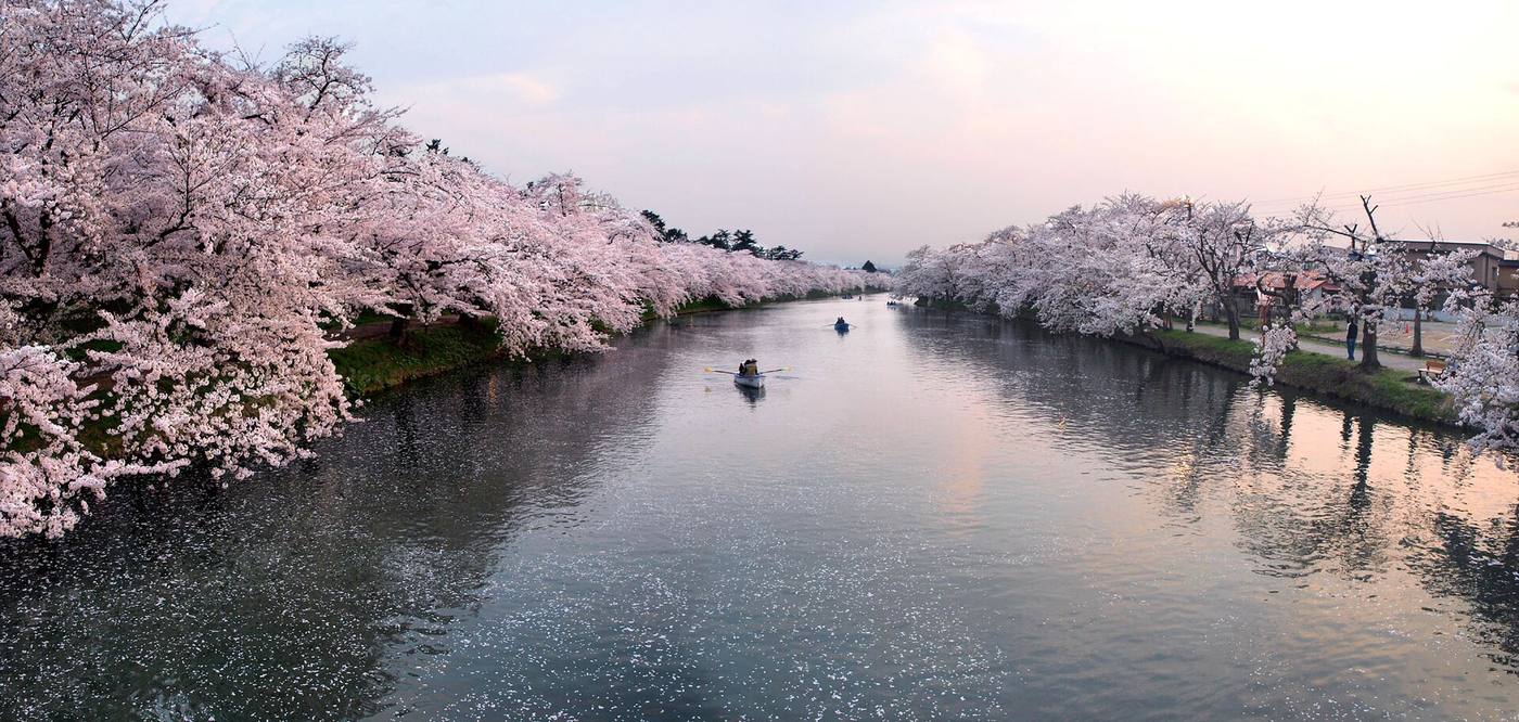 The west moat of Hirosaki Park at dusk, a broad stretch of water lined with cherry trees in full bloom on both banks, several small rowing boats out in mid-channel and a drift of fallen petals along the near bank