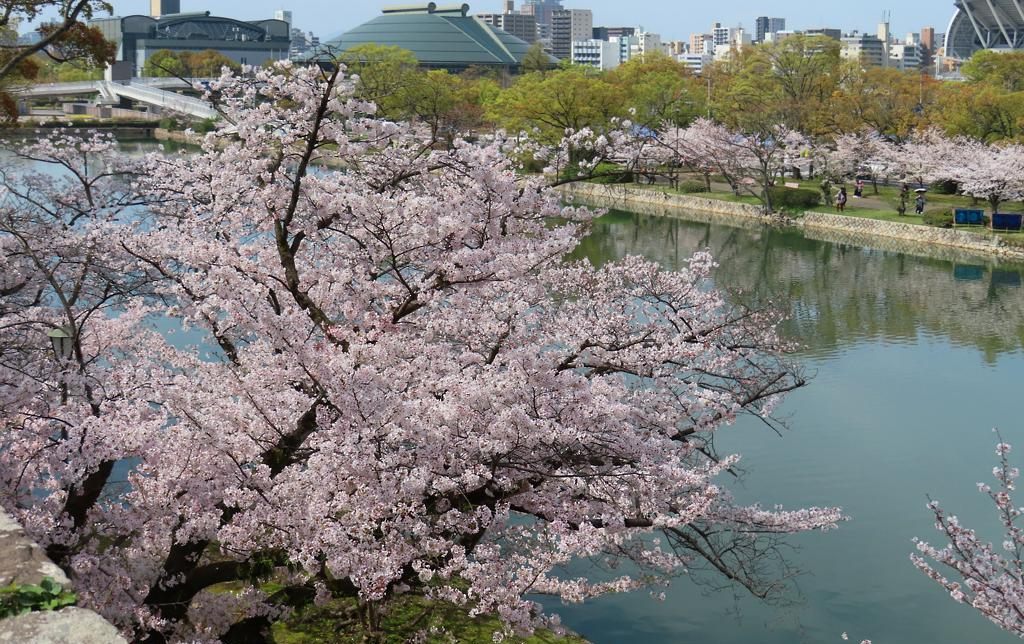 2024 年 4 月廣島城護城河邊一棵滿開的櫻花,枝條從石垣邊伸到水面上方,對岸草地上還有一排櫻花與散步的人,遠處是綠色屋頂的體育館與市區大樓
