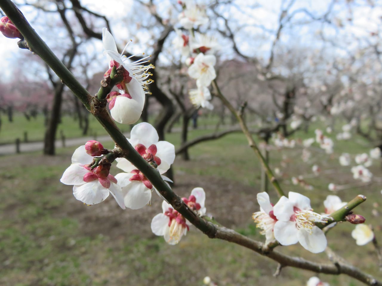 水戶偕樂園的梅花與庭園
