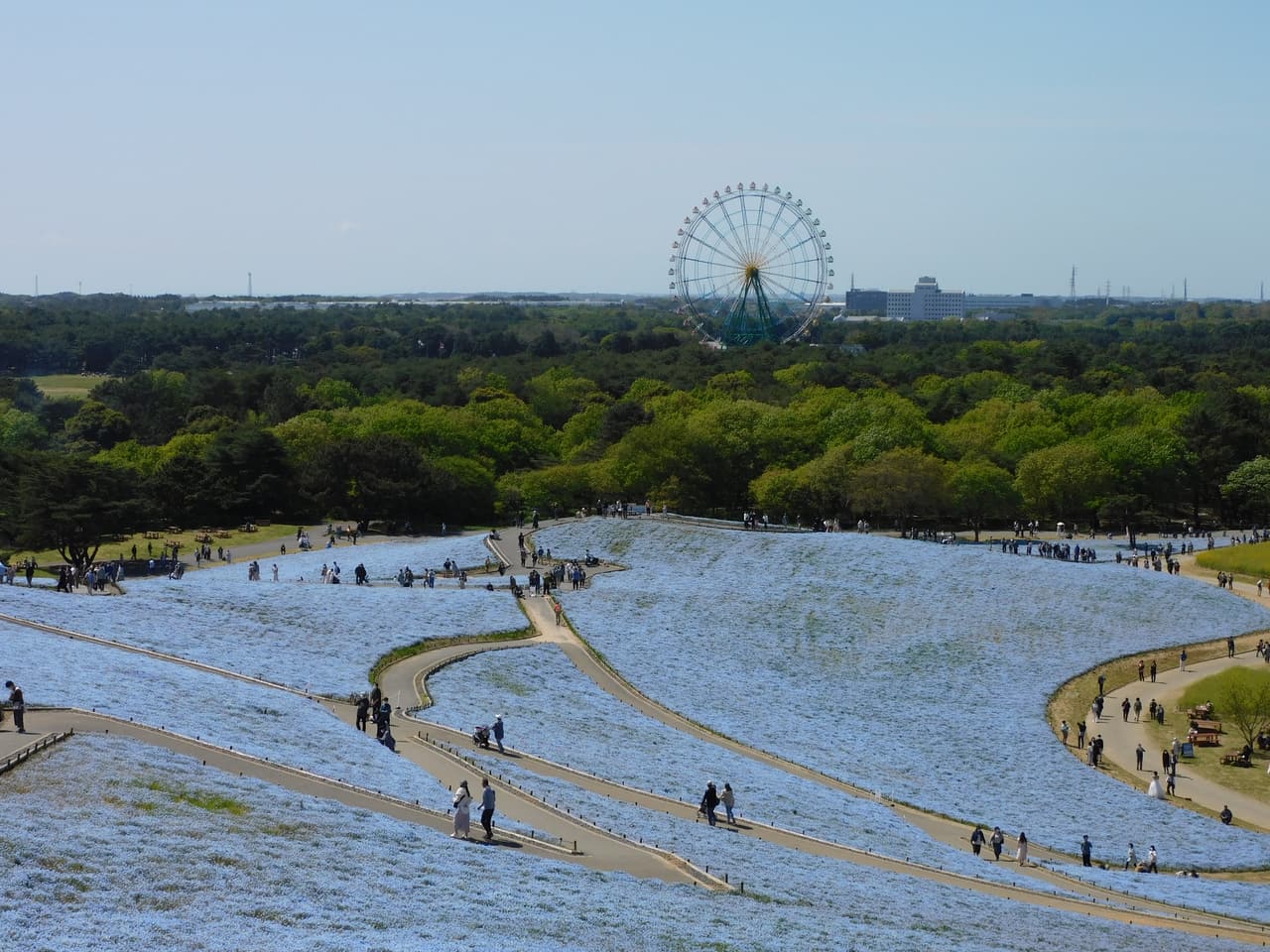 常陸海濱公園みはらしの丘上的藍色粉蝶花花海與大觀覽車
