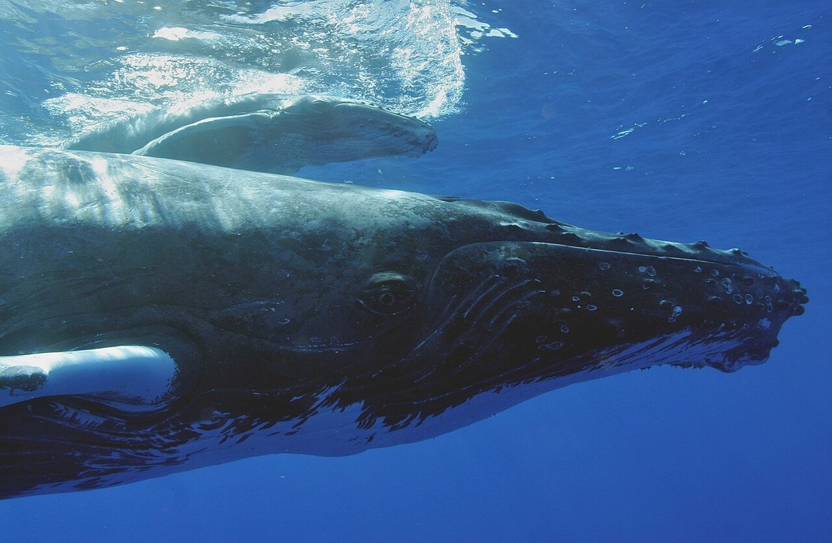 Underwater photograph of a humpback mother and calf, the adult filling the lower frame in profile with tubercles and white barnacles across its head and its eye clearly visible, the calf swimming above her back near the surface