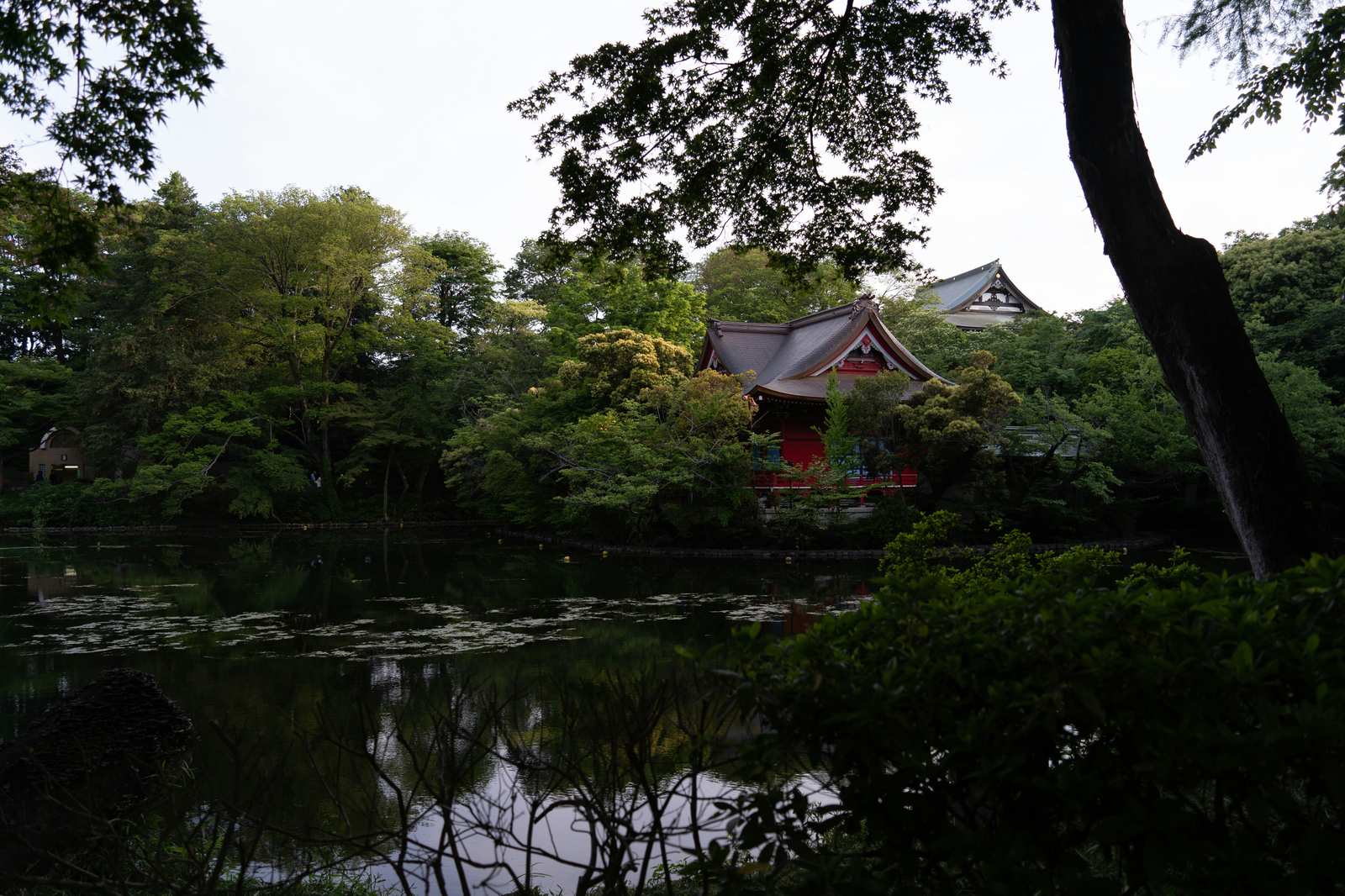 雨中的井之頭恩賜公園，池塘倒影、樹林與濕潤步道呈現吉卜力般的氛圍