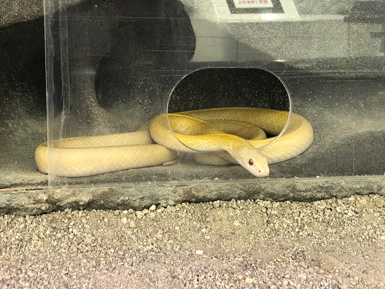 A pure-white natural-monument white snake at the Iwakuni White Snake Museum