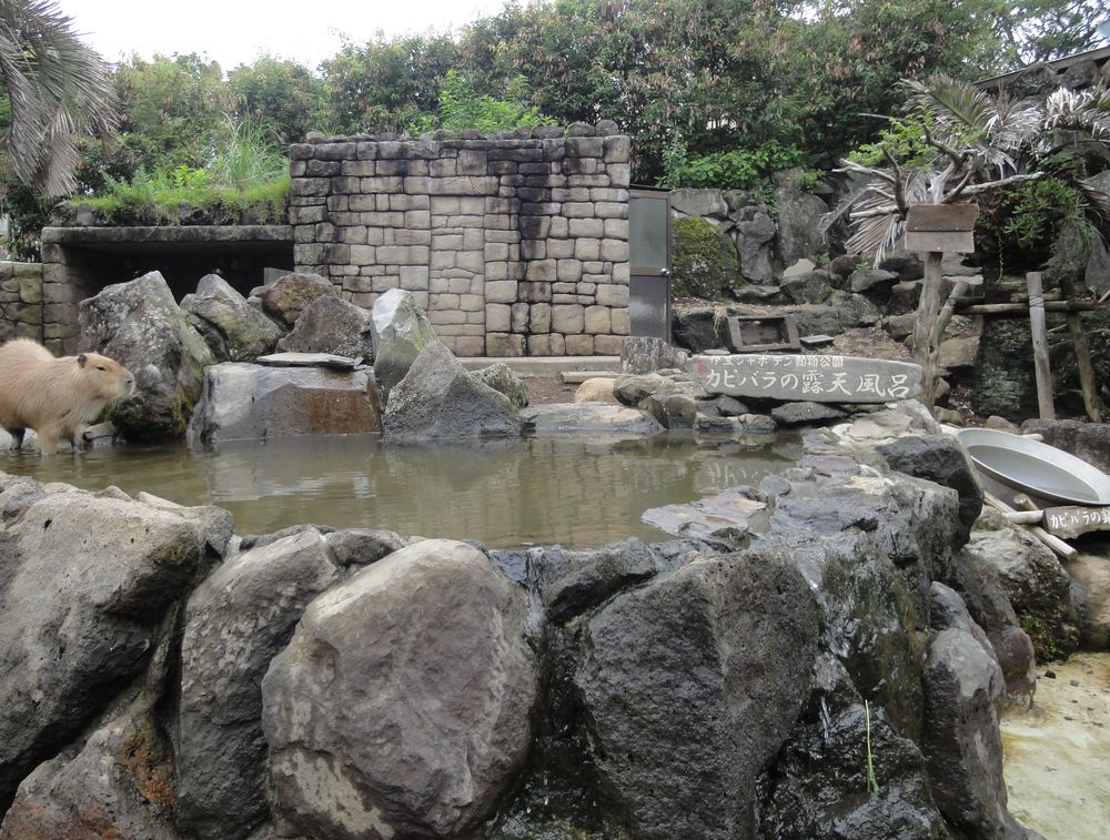 從石砌池緣外看整座水豚露天浴池:池子由大石頭圍成,左側一隻水豚站在池邊淺水裡,後方是石牆小屋與樹叢,右側石頭上刻著「カピバラの露天風呂」,旁邊放著一個大鐵盆