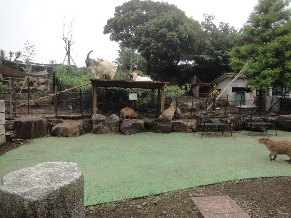 夏天陰天的水豚放養區:綠色地面上兩隻水豚在走動,後方木頭平台下還有幾隻趴著休息,平台上站著兩隻白色的山羊,旁邊放著兩張黑色鐵椅