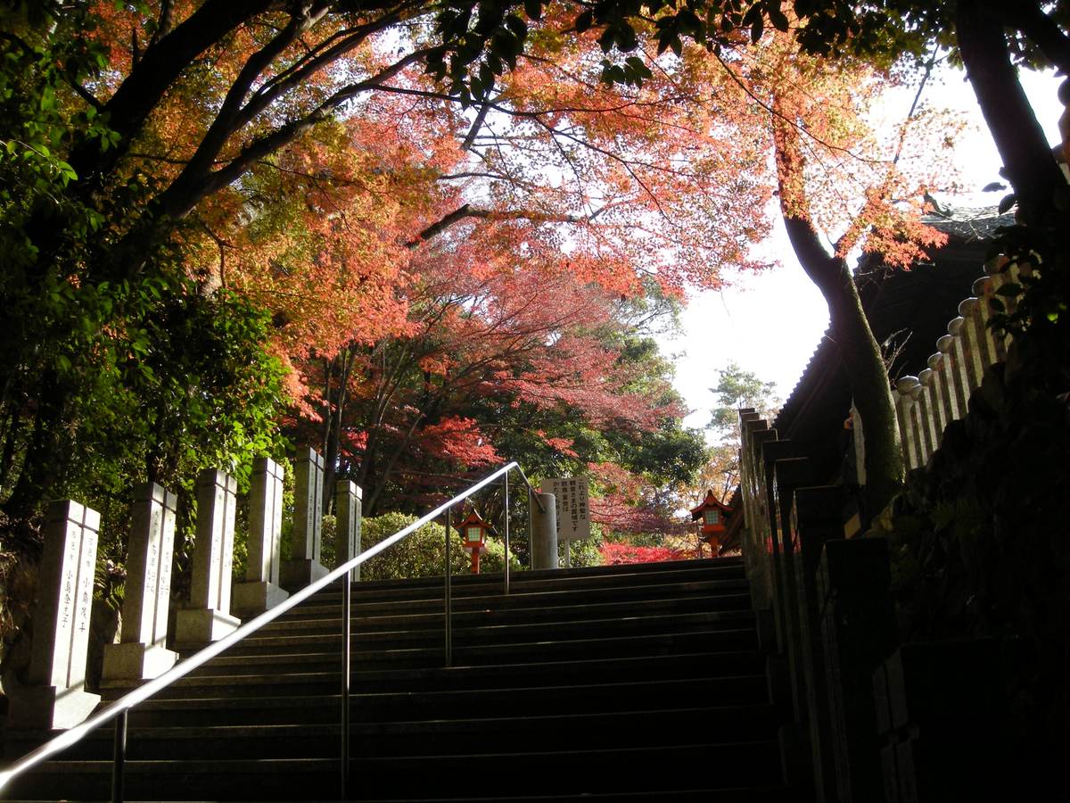 The uphill stone stairway at Jakkoin in Inuyama, with red maples on both sides and overhead