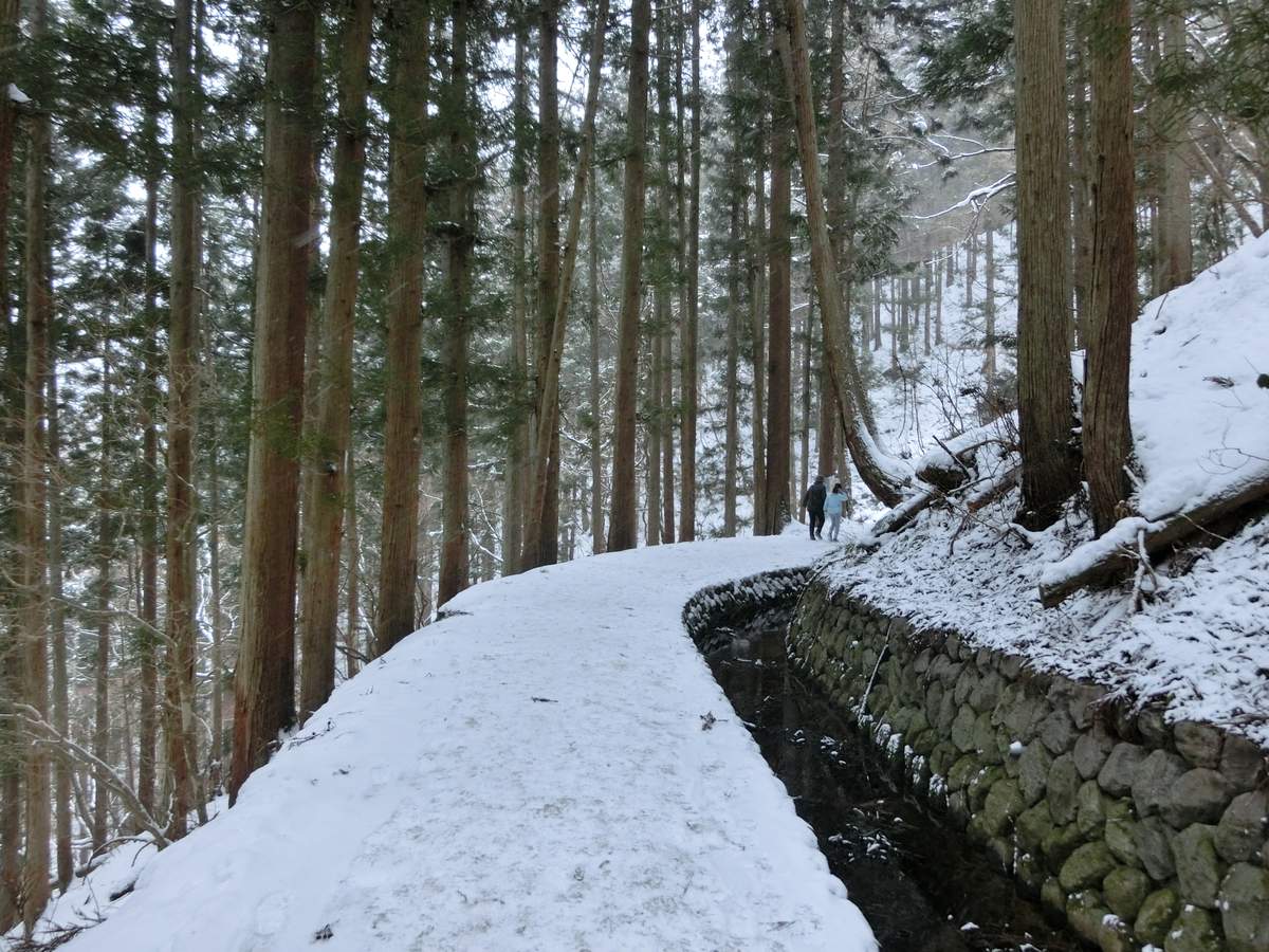 雪後的杉林步道,路面整片積雪,右側是石砌水渠,遠處有兩個人沿步道往前走