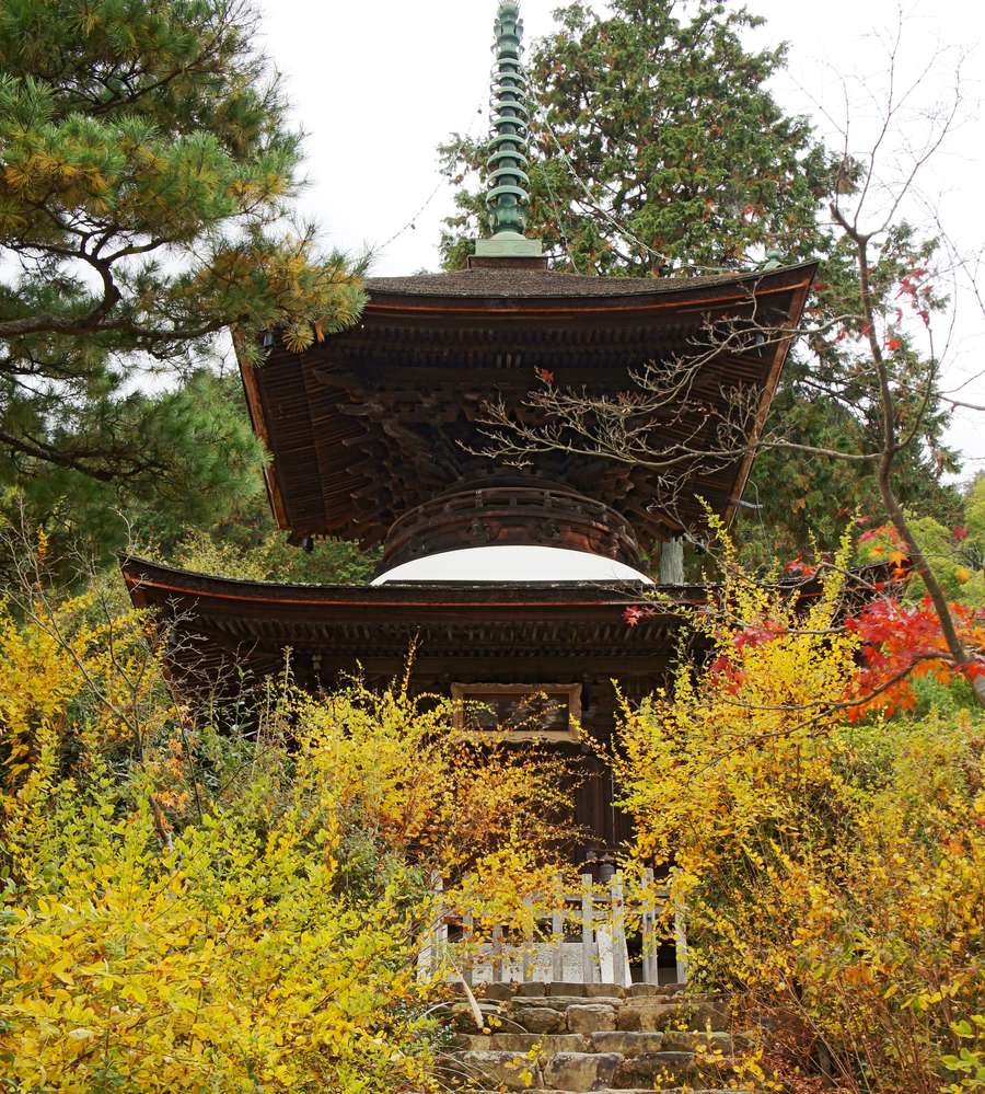 The Tahoto pagoda at Jojakko-ji: a two-tier wooden pagoda with deeply upswept dark timber eaves, a white plastered dome showing between the tiers and a verdigris bronze finial on top against an overcast white sky; the slope around it is dense with yellow-leaved shrubs, a single stand of red maple at the right edge, and stone steps with a pale wooden fence at the bottom of the frame, nobody in sight