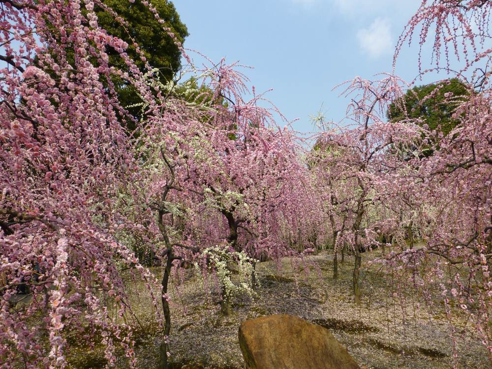 城南宮神苑春の山的枝垂梅林:粉紅與白色的花枝垂到接近地面,樹下地面已經鋪了一層花瓣,前景有一塊大石,上方是藍天