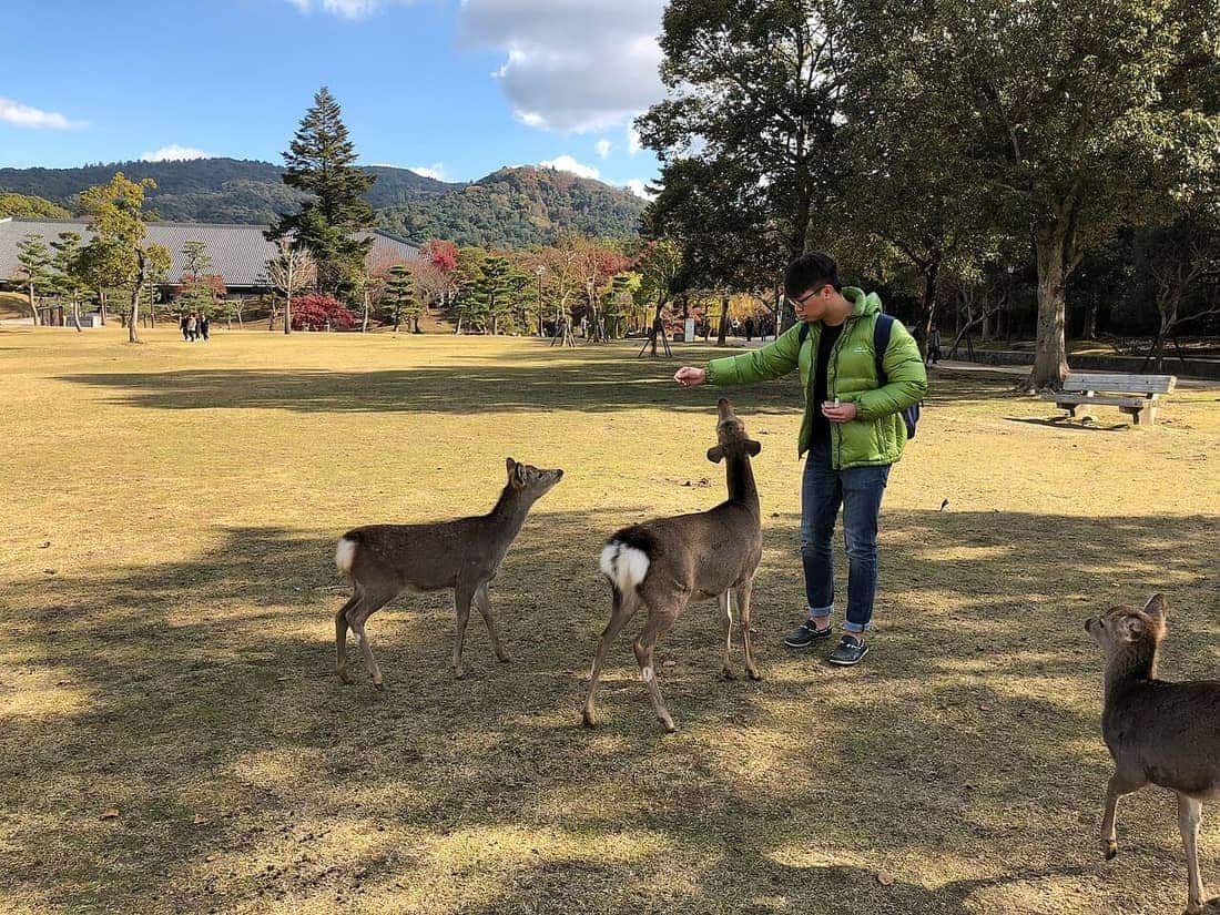 Tourist feeding deer at Nara Park, a family interaction spot